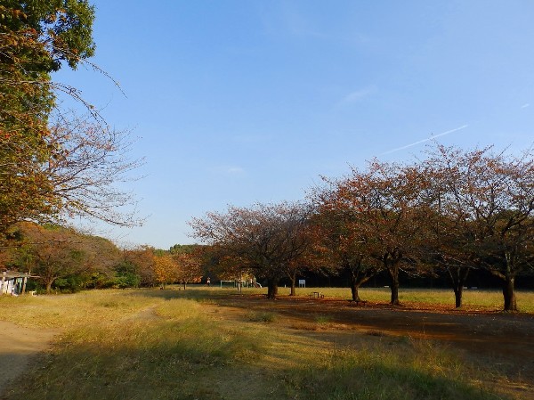 菅生緑地 (樹木が立ち並び、木漏れ日を愉しめる公園。落ち着きある空間が広がります。)