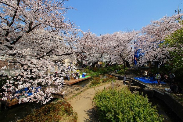 二ヶ領用水(宿河原駅付近の二ヶ領用水沿いの桜並木。撮影日は天気が良く、まさにお花見日和。たくさんの見物者が楽しんでいました！)