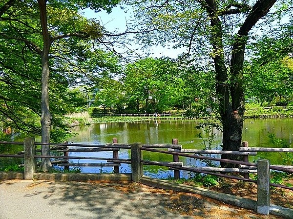 菊名池公園(妙蓮寺駅徒歩3分の、池を囲んだのどかな公園です。春には桜が楽しめ、夏にはプールが賑わっています。)