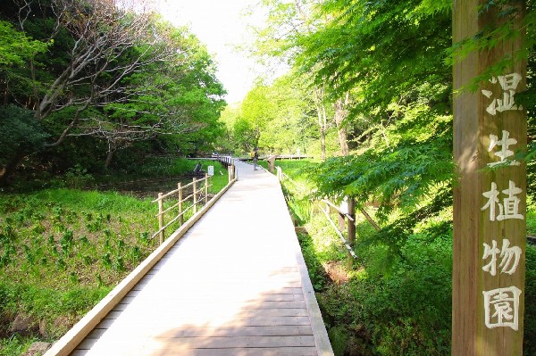 東高根森林公園(四季を感じる自然豊かな大規模公園。自然と触れ合う楽しさを感じよう。)