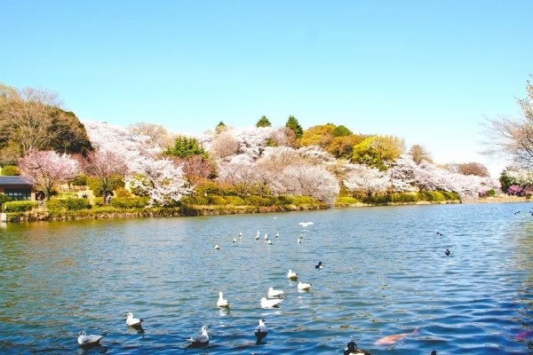 三ツ池公園(春には1600本の桜が開花する名所。テニスコート、プール、ロング滑り台等があり1日中楽しめます。)