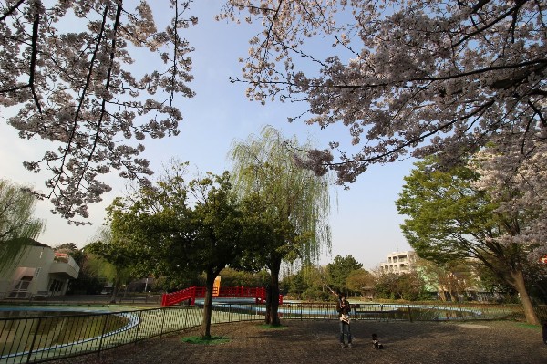 菊名池公園(妙蓮寺駅徒歩3分の、池を囲んだのどかな公園です。春には桜が楽しめ、夏にはプールが賑わっています。)