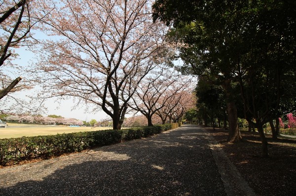 稲城中央公園(稲城市のほぼ中心に位置し、総合グラウンド、稲城市総合体育館、野球場等の運動施設やくじら橋があります。)