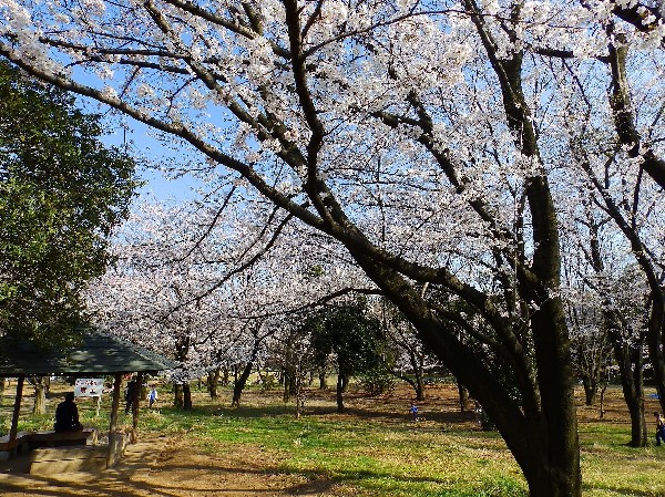菅生緑地　(樹木が立ち並び、木漏れ日を愉しめる公園。落ち着きある空間が広がります。)