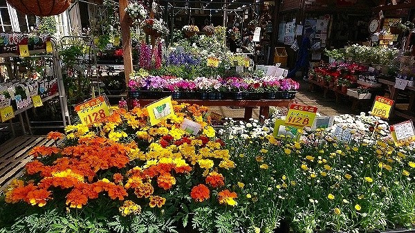 ホームセンタースズキ  (リフォームからペット用品まで豊富な品揃えです。週末はDIYに勤しんでは如何でしょうか？)