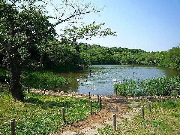 三ツ池公園(春には1600本の桜が咲く名所。テニスコート、プール、ロング滑り台等があり、1日中楽しめる公園です。)